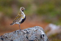Golden plover  Siewka złota