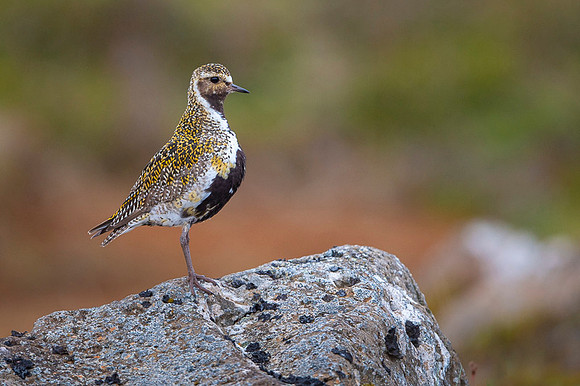 Golden plover  Siewka złota
