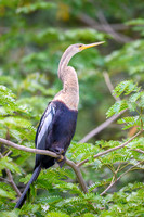 Anhinga