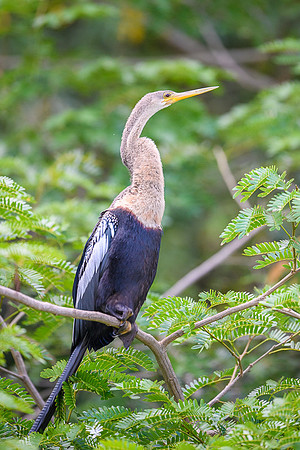 Anhinga