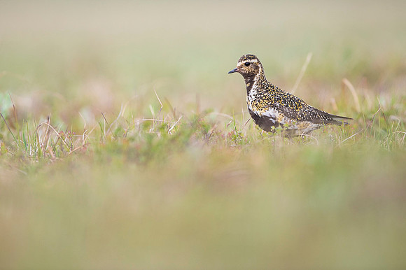 Golden plover  Siewka złota