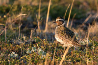 Golden plover  Siewka złota