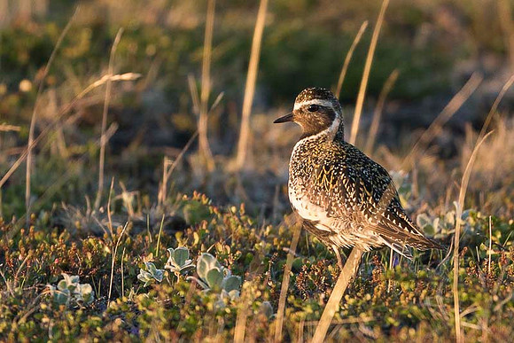 Golden plover  Siewka złota