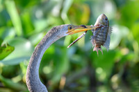 Anhinga
