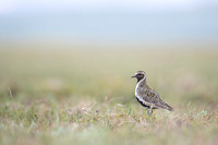 Golden plover  Siewka złota