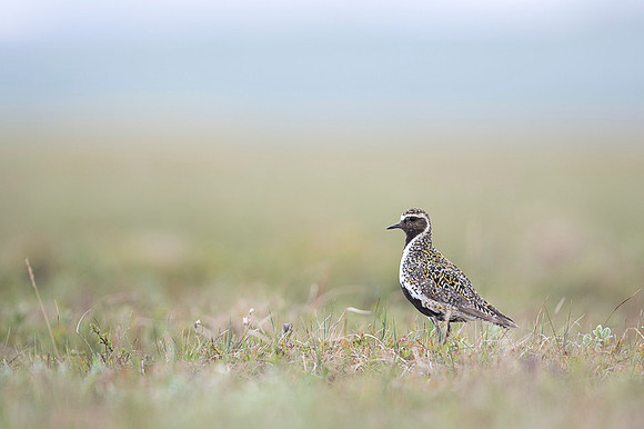 Golden plover  Siewka złota