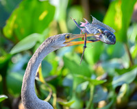 Anhinga