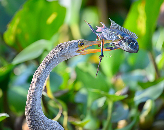 Anhinga