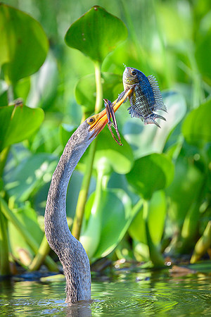 Anhinga