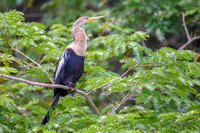 Anhinga