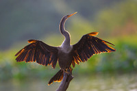 Anhinga