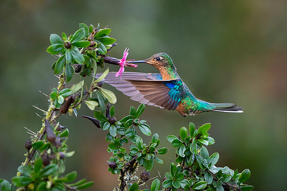 Great sapphirewing
