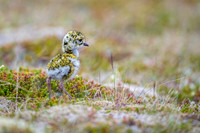 Golden plover  Siewka złota