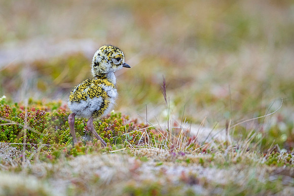 Golden plover  Siewka złota
