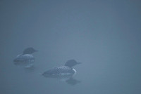 Great Northern Diver  Nur lodowiec