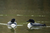 Great Northern Diver  Nur lodowiec