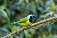 Inca Jay