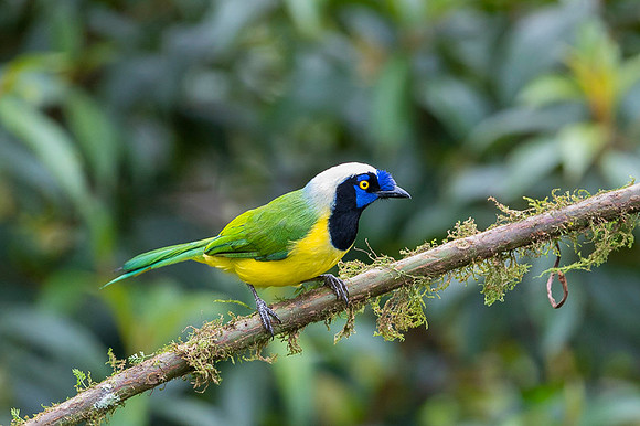 Inca Jay