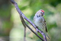 Common Redpoll Czeczotka