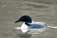 Great Northern Diver  Nur lodowiec