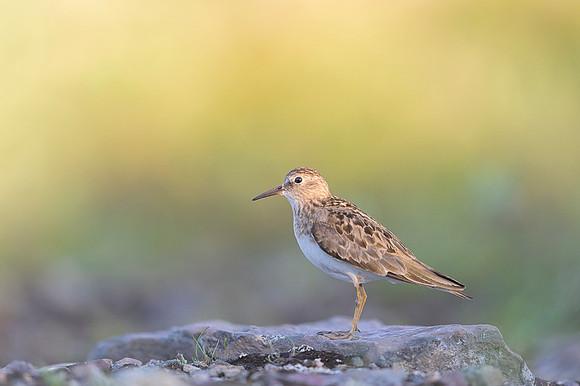 Temminck Stint
