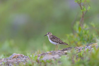 Temminck Stint