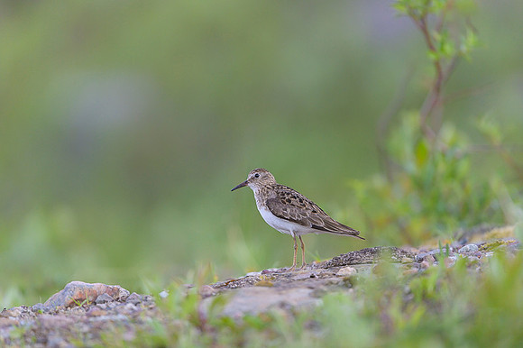 Temminck Stint