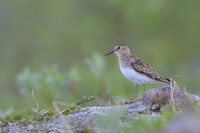 Temminck Stint