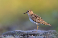 Temminck Stint