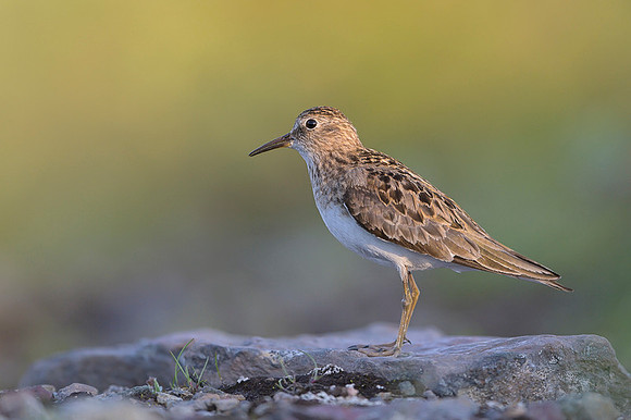 Temminck Stint