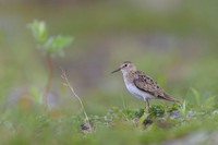 Temminck Stint
