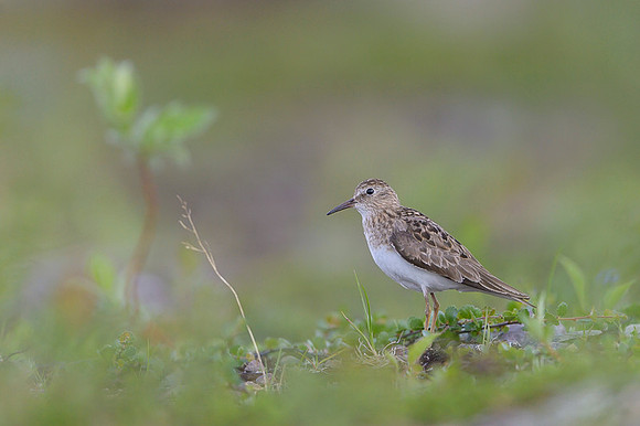 Temminck Stint
