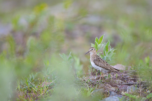 Temminck Stint