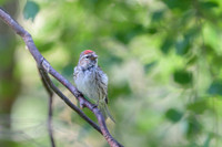 Common Redpoll Czeczotka