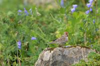 Common Redpoll Czeczotka