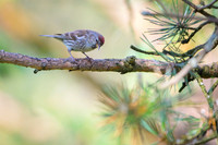 Common Redpoll Czeczotka