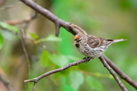 Common Redpoll Czeczotka