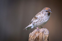 Common Redpoll Czeczotka