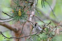Common Redpoll Czeczotka