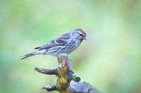 Common Redpoll Czeczotka