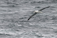 Southern royal Albatross