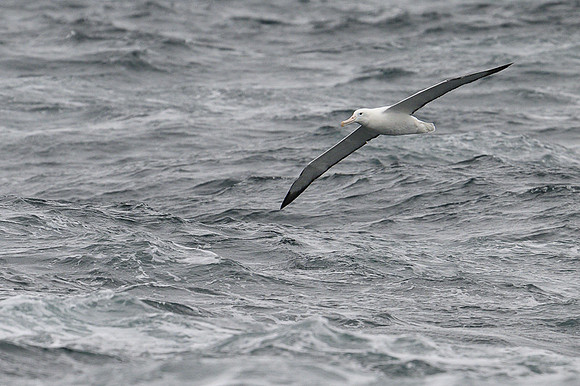 Southern royal Albatross