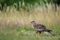 Marsh-harrier / Błotniak stawowy