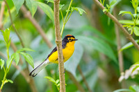 Spectacled Whitestart