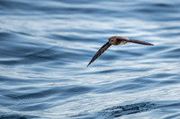 Elliot's storm petrel