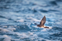Elliot's storm petrel