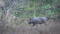 Wild Boar