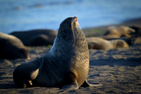 Fur seal