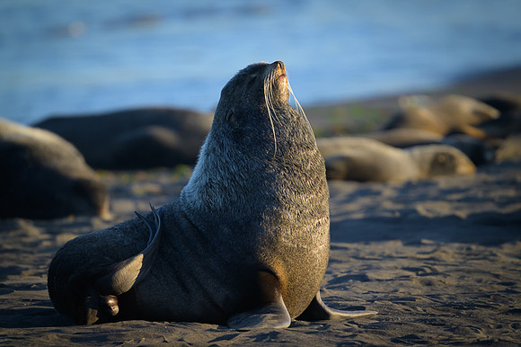 Fur seal
