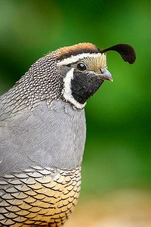 California quail